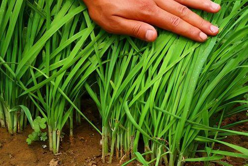 爆料假割韭菜视频大全最新,最新爆料假割韭菜视频大盘点 第1张 爆料假割韭菜视频大全最新,最新爆料假割韭菜视频大盘点 第1张